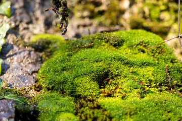 muschio verde, cresciuto su una superficie rocciosa, visto di giorno e da vicino, illuminato...