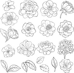 Set of floral elements. Outline flowers and leaves - 758185243