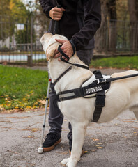 Visually impaired woman walking along city park with a guide dog assistance. Loyal companions for...