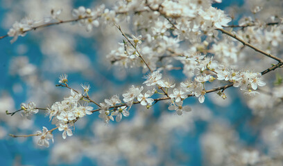 Weiße Blüten am Himmel - Frühlingserwachen im Mörz