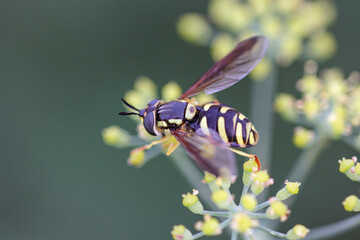 Wasp on yellow flowers