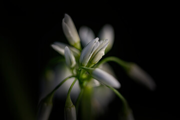 Wild white bell flowers