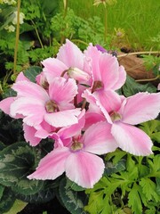 pink and white flowers