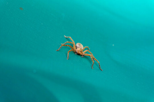 Olios argelasius (Huntsman Spider) on a green tarpaulin table cover
