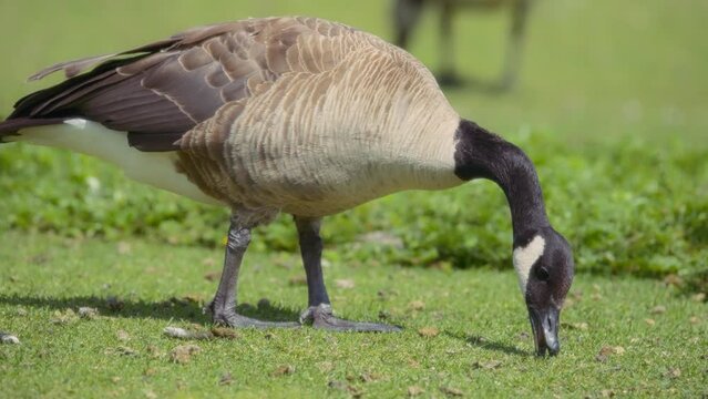 Close up of Canada goose eating grass in the park. Slow motion. 