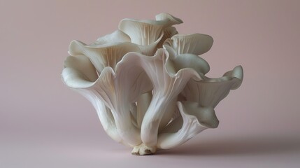 Oyster mushroom  pleurotus ostreatus  on soft pastel colored background for aesthetic appeal