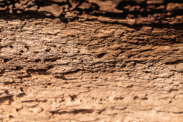 Fototapeta premium brązowe tło z chropowatego drewna