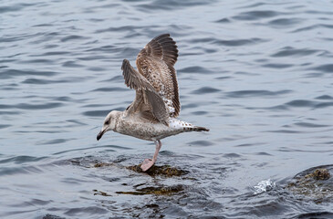 big seagull on a rock in the sea