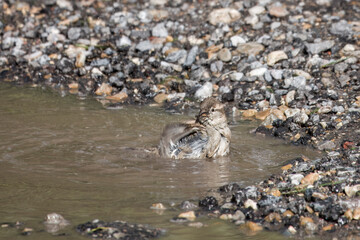 House Sparrow passer domesticus having a wash in a muddy puddle	
