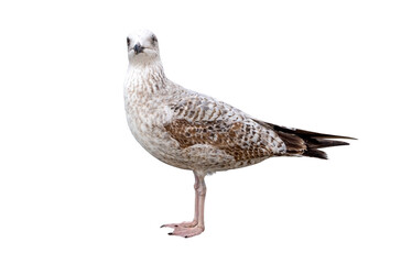 Obraz premium White and grey seagull