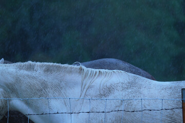 Rain weather over white horse back on farm outdoors. - 758191015