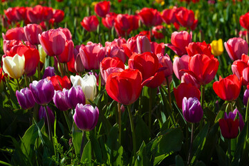 White tulips field in a sunny day - 758191069