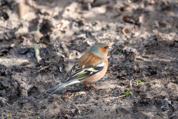 close up portrait of male Chaffinch fringilla coelabs