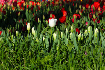 White tulips in a colorful field in a sunny day - 758191077