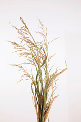 Close-up of dry wild grass tussock isolated on white background. Sorghum halepense with seeds perennial herbaceous plant