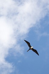 A lone male frigate bird flying across the blue sky with a white puffy cloud.