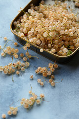 White currant in tin tray on blue background. Close up view