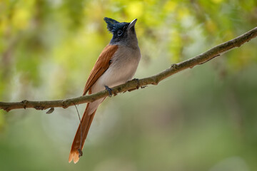 Asian Paradise-flycatcher - Terpsiphone paradisi, beautiful black headed passerine bird from South Asian woodlands and gardens, Nagarahole Tiger Reserve, India. - 758194848