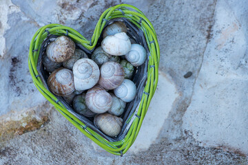 Empty snail shells in a heart-shaped basket - 758195041