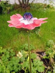 pink flower in a garden