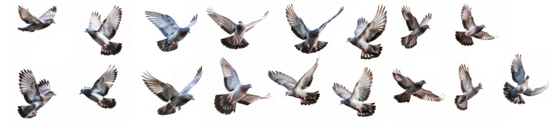 Naklejka premium bird flying on white isolate background