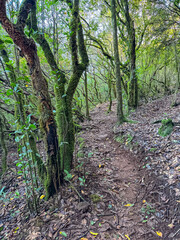 Idyllic Levada walk in ancient subtropical Laurissilva forest of Fanal, Madeira island, Portugal, Europe. Walking on footpath along evergreen laurel trees and green diversified vegetation. Wanderlust