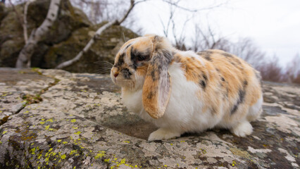 Cute Bunny