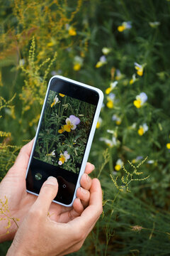 A girl photographer takes a photo of spring flowers on a smartphone, close-up of the phone screen