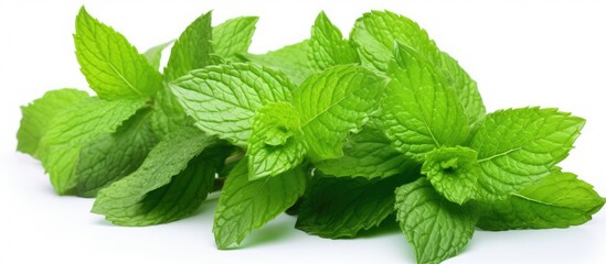 Fresh Mint Leaves Arranged in a Beautiful Pattern on a Vibrant Green Background - obrazy, fototapety, plakaty