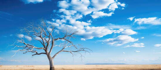 Solitary Tree Standing Tall in Arid Grassland Under Bright Blue Sky