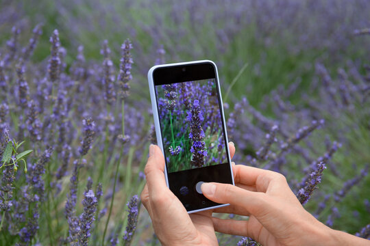 A girl photographs lavender flowers in a field on a smartphone. Lifestyle, hobby.