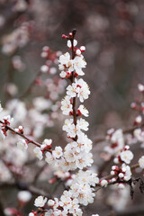 Apricot tree branch with blooming white flowers, close-up.