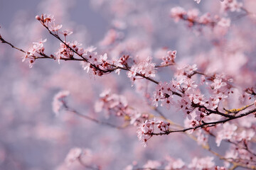 Frühlingsduft im März - Kirschblüte im Park