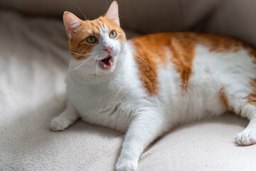 brown and white cat with yellow eyes yawning. close up