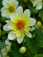 Fleur jaune pâle