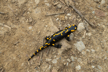  Colorful fire salamander on ground close