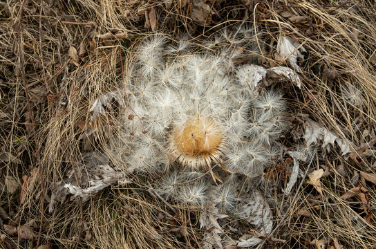 Dry Carlina acanthifolia plant known as carline thistle in meadow closeup