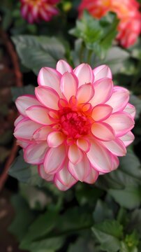 Pink and White Dahlia in Full Bloom: A Symbol of Growth and Nature's Splendor
