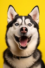 A husky dog with its mouth open, perfect for pet-related designs