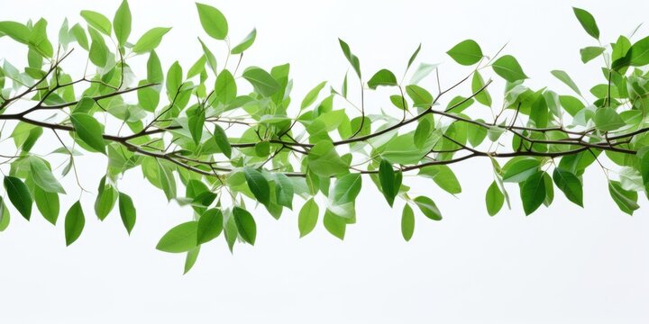 A branch of a tree with lush green leaves, suitable for nature-themed designs