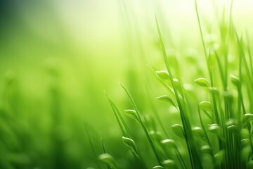 Detailed view of lush green grass, perfect for nature backgrounds