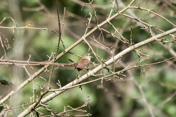 cute wren perched in a tree singing