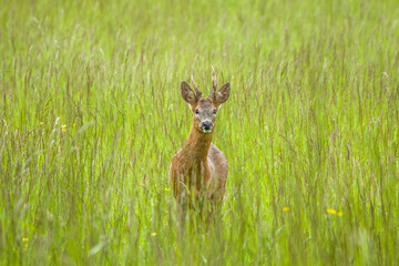 portrait of roe deer in amongst long grasses