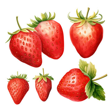 Watercolor Painting Vector Illustration collection red strawberries (ripe strawberry), isolated on a white background.