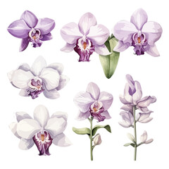Fototapeta na wymiar Watercolor Drawing Illustration orchid flower with branch & leaves, isolated on a white background, clipart Vector, Graphic art Painting.