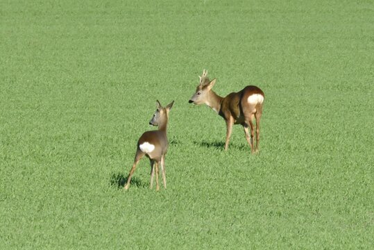 Zwei Rehe in der Wiese zeigen ihre Hinterseite (Spiegel)