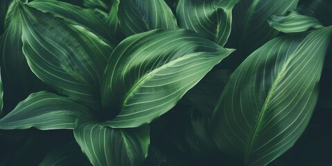 Close up of a plant with green leaves. Suitable for nature-themed designs - obrazy, fototapety, plakaty