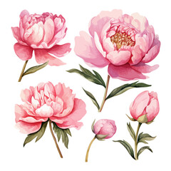 watercolor Vector Painting of pink peony flower collection, isolated on a white background, clipart lustration, Drawing art.