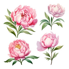 watercolor Vector of pink peony flower collection, isolated on a white background, Graphic Painting, Drawing clipart, Illustration and Vector format.
