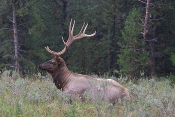 A huge majestic elk standing in a woodland meadow